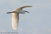 Oiseaux